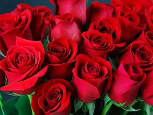 Valentine Tặng Hoa Hồng Màu Gì? Ý Nghĩa Của Màu Sắc Hoa Hồng