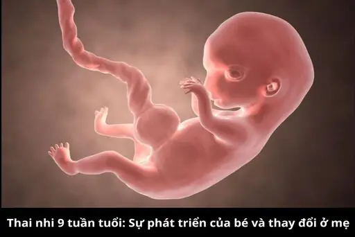 Thai 9 Tuần Như Thế Nào Và Dấu Hiệu Khỏe Mạnh Của Mẹ Và Bé ... Thai 9 Tuần Như Thế Nào Và Dấu Hiệu Khỏe Mạnh Của Mẹ Và Bé ...
