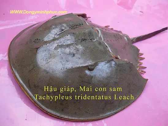 Những Lưu Ý Khi Ăn Con Sam