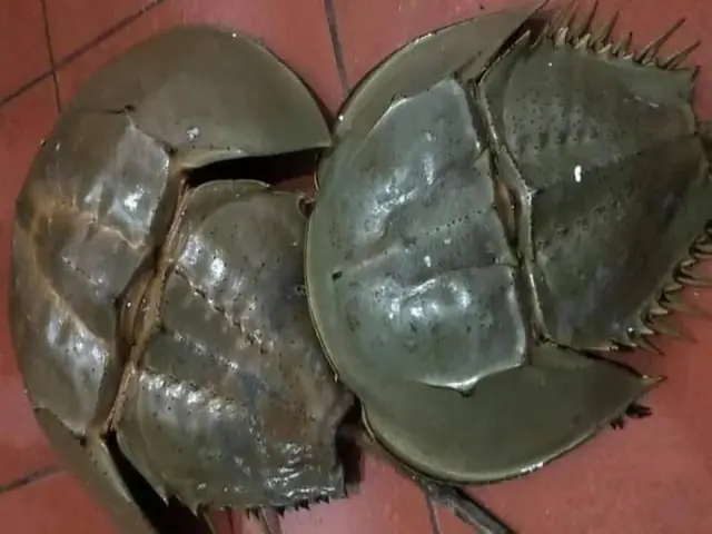 Giá Trị Dinh Dưỡng Của Con Sam