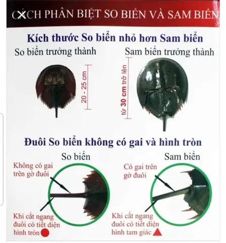 Ăn Con Sam Có Bị Ngộ Độc Không