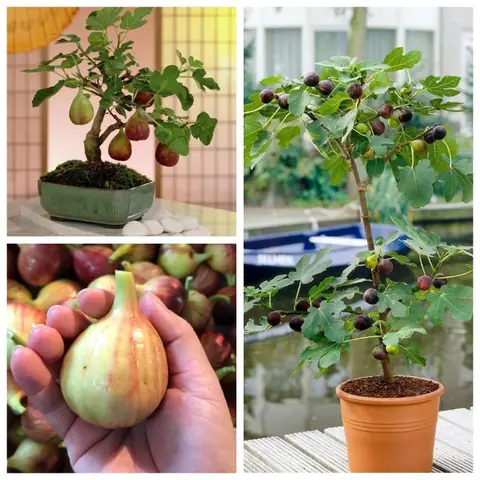 Ảnh Chế Gà Đeo Kính Ảnh Chế Gà Đeo Kính
