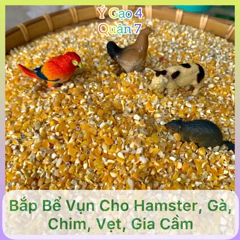 Ảnh Phao Câu Gà Đeo Kính Ảnh Phao Câu Gà Đeo Kính