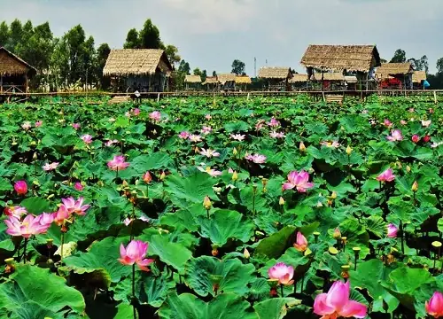 Đồng Tháp Đồng Tháp