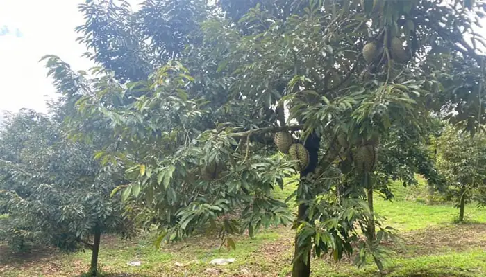 Bán Vườn Sầu Riêng Bình Phước Tăng Nhiệt Bán Vườn Sầu Riêng Bình Phước Tăng Nhiệt
