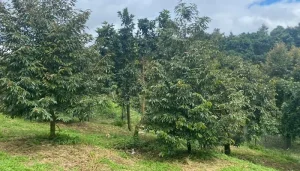 “nữ Hoàng Trái Cây” Làm Giàu Cùng Người Dân Bình Phước