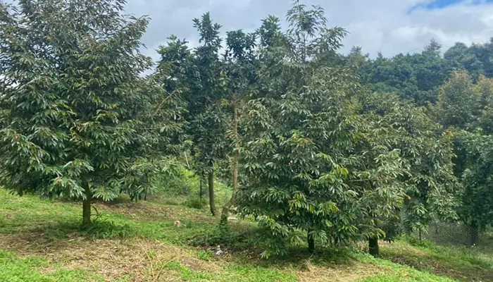 “nữ Hoàng Trái Cây” Làm Giàu Cùng Người Dân Bình Phước