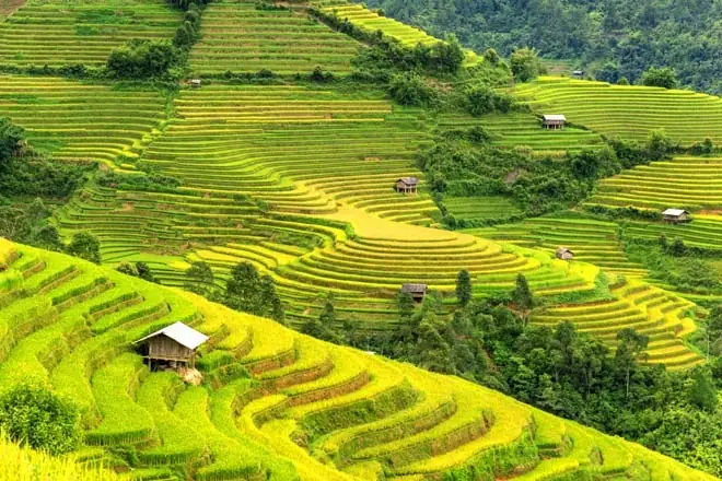 Best Time To Visit The Rice Terraces Of Sapa And Northern Vietnam