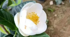 Bạch Hải Đường Thực Chất Là Loại Cây… Giá Rẻ