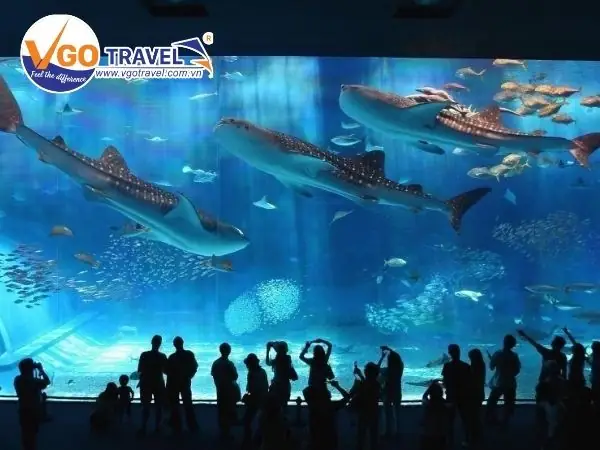 Hòn Mun Thủy Cung Và Thiên Đường Lặn Biển Ngắm San Hô Nha Trang Hòn Mun Thủy Cung Và Thiên Đường Lặn Biển Ngắm San Hô Nha Trang