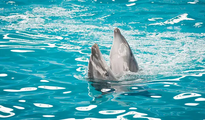 Dolphin Show