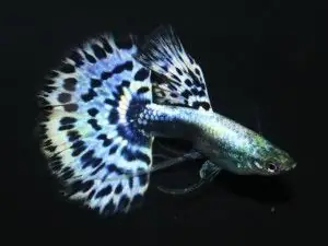 Cá Cảnh