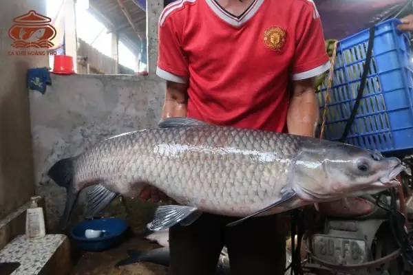 Cá Kho Vũ Đại Là Cá Gì?