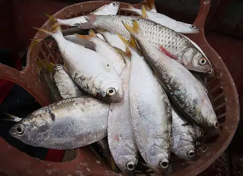 Cá Mòi Tươi Bao Nhiêu Tiền 1kg?