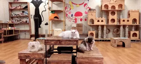 Cafe Mèo Hà Nội - 15 Toạ Độ “cute Xỉu” Với Boss Cực Yêu