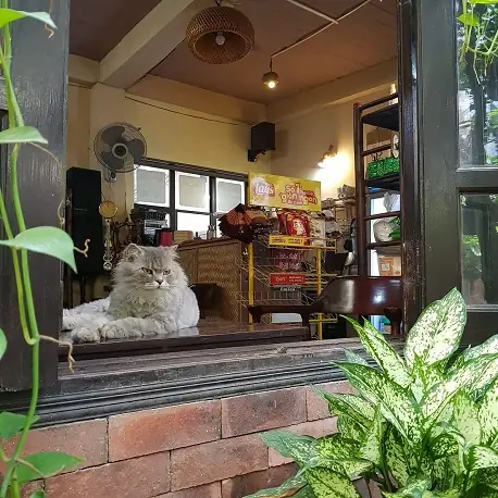 Cafe Mèo Hà Nội: Gợi Ý 16 Quán Cực Chill Cho Các “con Sen"