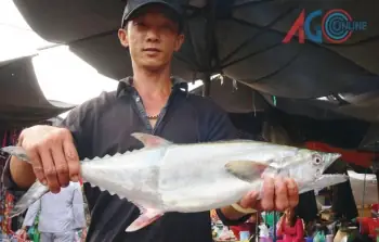 An Giang: “săn” Cá Thu Nước Ngọt – Tạp Chí Thủy Sản Việt Nam An Giang: “săn” Cá Thu Nước Ngọt – Tạp Chí Thủy Sản Việt Nam
