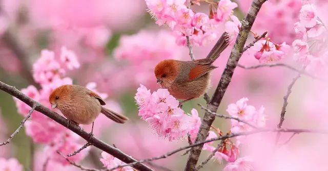 Những Bài Thơ Về Mùa Xuân Hay Để Chúc Mừng Năm Mới Bính Ngọ ...