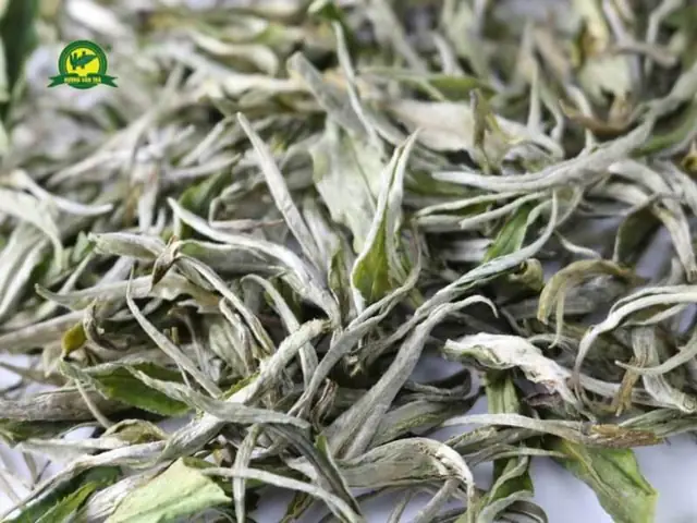 Trà Shan Tuyết Cổ Thụ Trà Shan Tuyết Cổ Thụ