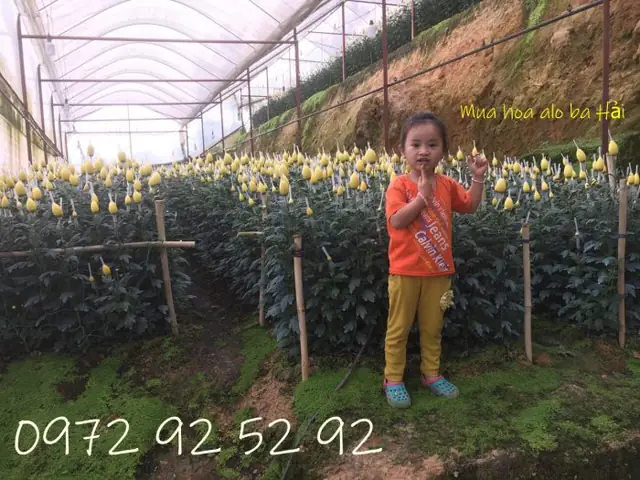 Đặc Sản Đà Lạt 49 Chuyên Sỉhoa Cúc Đà Lạt Giá Rẻtại Vườn Các Loại Như :hoa Cúc Lưới,hoa Cúc Chùm, Hoa Cúc Lưới Bi , Hoa Cúc Calimero , Hoa Cúc Mai Vàng , Hoa Cúc Mai Cam , Hoa Cúc Chén , Hoa Cúc Kim Cương …