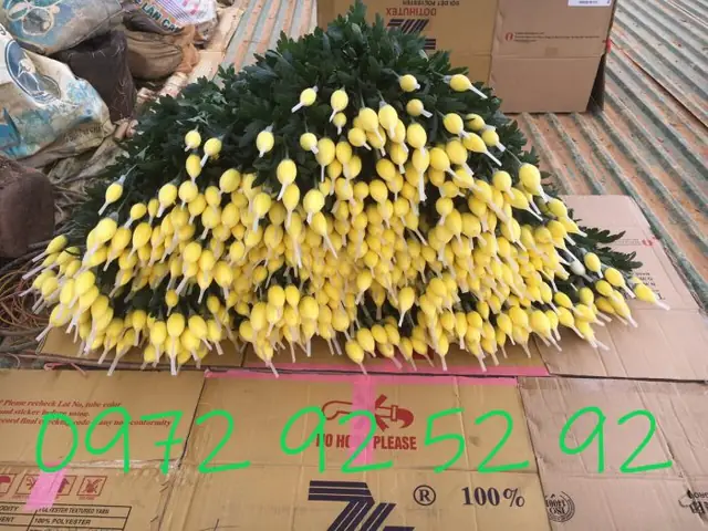 Sỉ Các Loại Hoa Cúc Đà Lạt