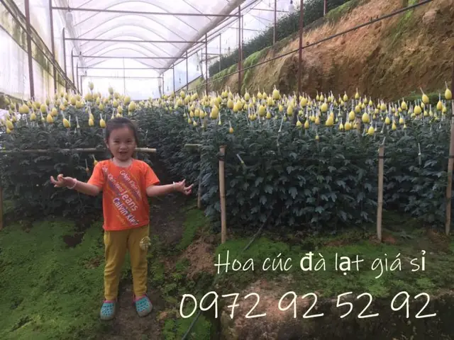 Quy Cách Đóng Hoa Cúc Đà Lạt Shop Đặc Sản Đà Lạt 49