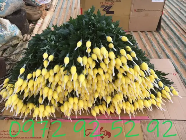 Giá Sỉ Hoa Cúc Đà Lạt Các Loại