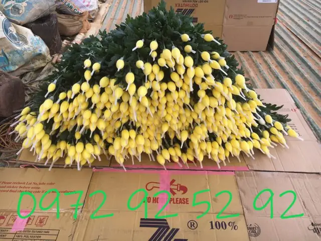 Quy Cách Đóng Hoa Cúc Đà Lạt Shop Đặc Sản Đà Lạt 49