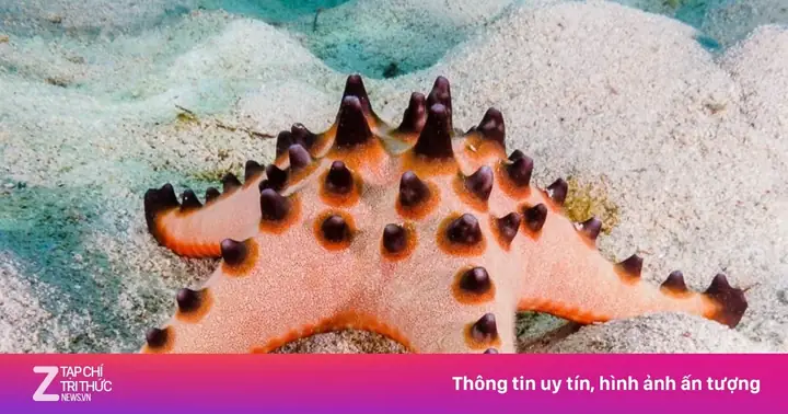 Loài Sao Biển Đẹp Trên Thế Giới | Znews.vn