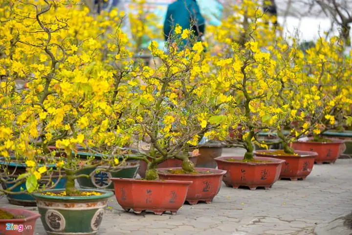 Chơi Hoa Vào Dịp Tết