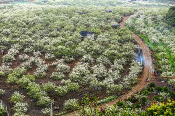 Khám Phá Nét Đẹp Lãng Mạn Vườn Hoa Mận Đẹp Ở Mộc Châu Với Đồi Hoa Mận Bao Phủ