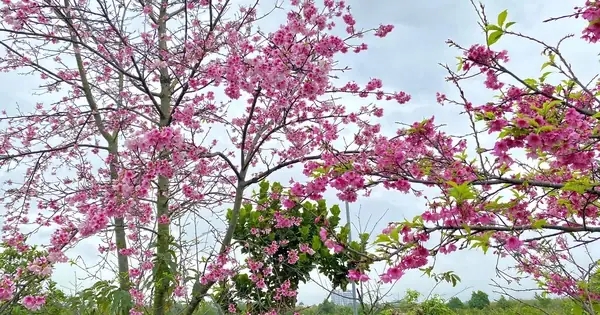Khám Phá Vườn Hoa Đẹp Ở Hải Phòng Với Những Loài Hoa Hiếm Đang Được Bảo Tồn
