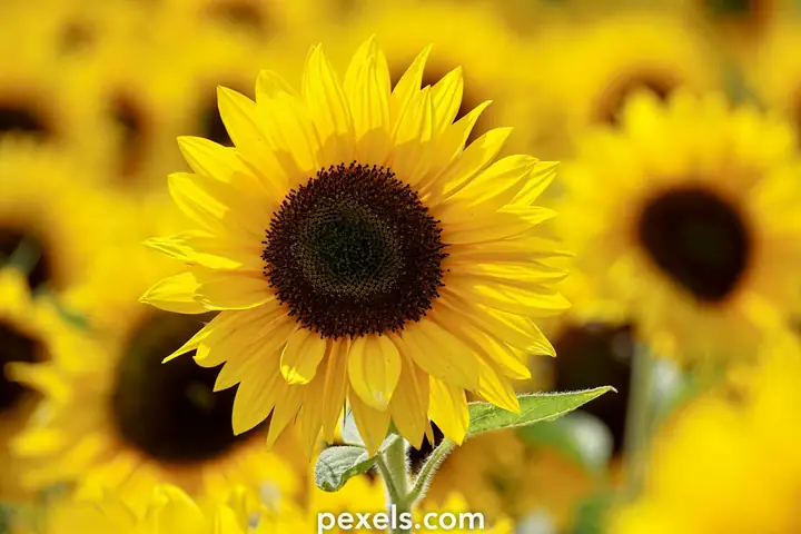 Hàng Ngàn Hình Ảnh Vườn Hoa Hướng Dương Đẹp Được Chia Sẻ Miễn Phí