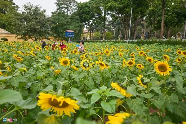 Các Vườn Hoa Đẹp Ở Hà Nội Là Gì?