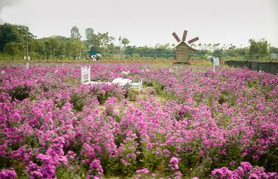 Các Vườn Hoa Đẹp Ở Hà Nội Là Gì?