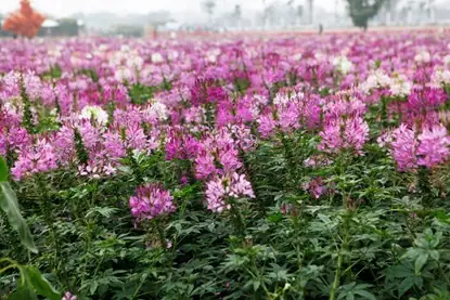 Các Vườn Hoa Đẹp Ở Hà Nội Là Gì?