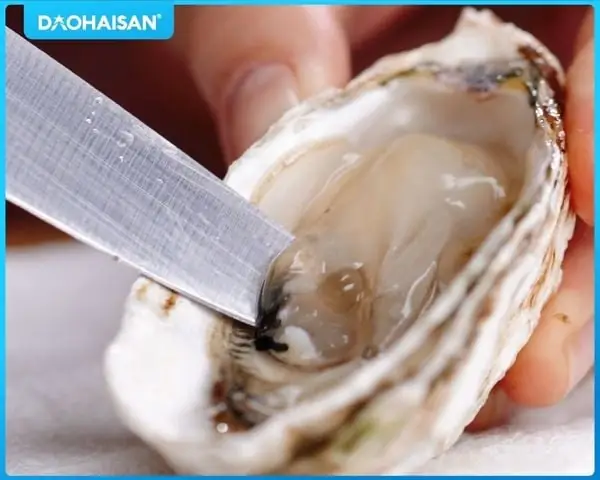 Mách Bạn Cách Sơ Chế Hàu Sống Không Tanh Đơn Giản Ngay Tại Nhà Mách Bạn Cách Sơ Chế Hàu Sống Không Tanh Đơn Giản Ngay Tại Nhà