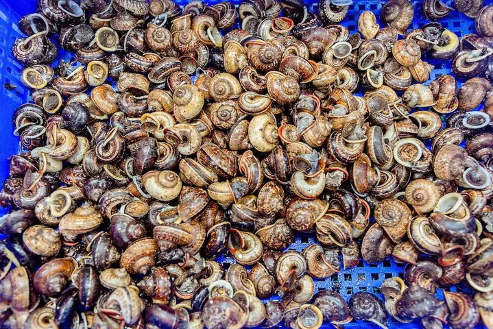 Tự Chế Biến, Bạn Đã Biết Cách Cách Luộc Ốc Núi Ninh Bình Chưa? Tự Chế Biến, Bạn Đã Biết Cách Cách Luộc Ốc Núi Ninh Bình Chưa?