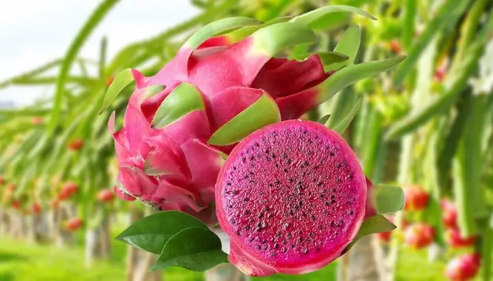 Sữa Chua Thanh Long Đỏ Có Tốt Không?