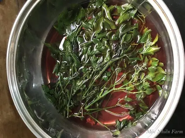 Cách Lấy Màu Từ Lá Cẩm Voi Tím