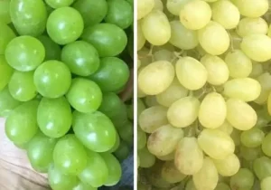 Thị Trường Nho Xanh: Cách Phân Biệt Nho Ninh Thuận Với Nho Trung ...