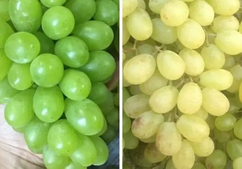 Thị Trường Nho Xanh: Cách Phân Biệt Nho Ninh Thuận Với Nho Trung ...
