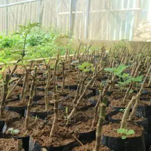 Một Số Bài Thuốc Từ Cây Đinh Lăng Mà Bạn Có Thể Dễ Dàng Ứng Dụng