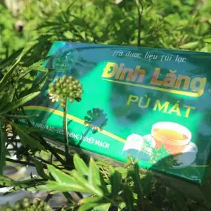 Một Số Bài Thuốc Từ Cây Đinh Lăng Mà Bạn Có Thể Dễ Dàng Ứng Dụng