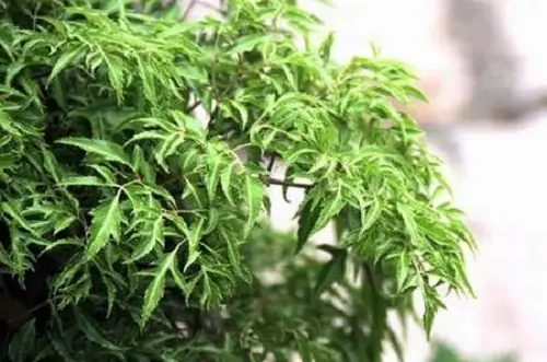 Công Dụng Của Cây Đinh Lăng