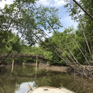 Can Gio Mangrove Biosphere Reserve (2025) - All You Need To ...