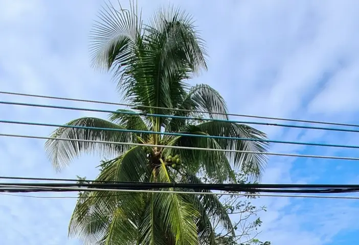 Bán Nền Rạch Xẻo Lá, Trương Vĩnh Nguyên, Cái Răng, Cần Thơ Bán Nền Rạch Xẻo Lá, Trương Vĩnh Nguyên, Cái Răng, Cần Thơ