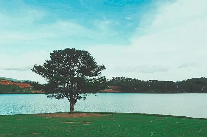 Trải Nghiệm Cắm Trại Qua Đêm Tại Cây Thông Cô Đơn Bên Hồ Trải Nghiệm Cắm Trại Qua Đêm Tại Cây Thông Cô Đơn Bên Hồ