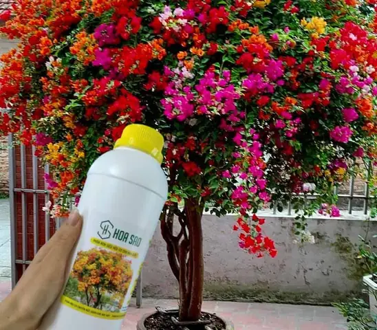 Người Dùng Muốn Tìm Kiếm Những Cây Hoa Giấy Đẹp Nhất Ở Việt Nam Trên Google. Người Dùng Muốn Tìm Kiếm Những Cây Hoa Giấy Đẹp Nhất Ở Việt Nam Trên Google.