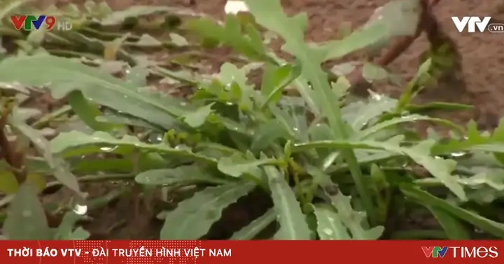 Sâm Biển - Loại Cây Nhiều Công Dụng Đối Với Sức Khỏe Sâm Biển - Loại Cây Nhiều Công Dụng Đối Với Sức Khỏe